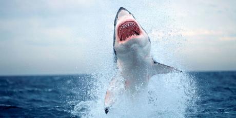 El tiburón blanco es el pez depredador más grande del planeta