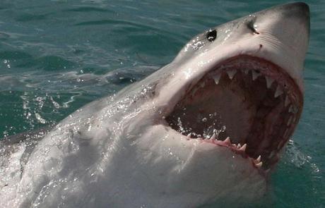 El tiburón blanco es el pez depredador más grande del planeta