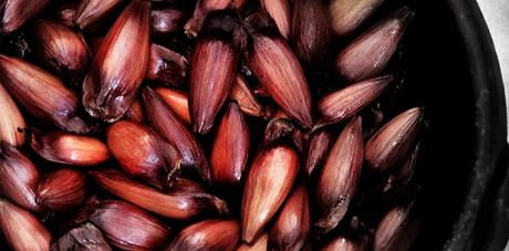 Comienza hoy la temporada de recolección de piñones para consumo