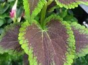 Cultura género feminismo