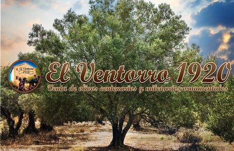 El olivo, el árbol decorativo de moda, por OLIVOS EL VENTORRO 1920