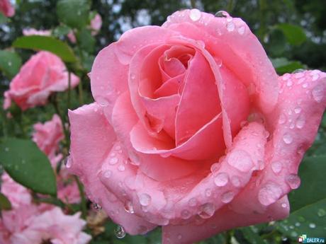 AYER Y HOY: LLEGADA DE UNA ROSA SINGULAR