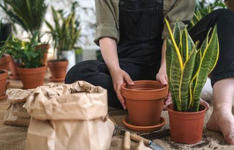 Dijardín recompensa a sus suscriptores: 10% de descuento en la primera compra en todos sus productos