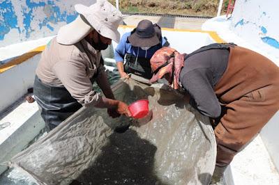 INVITA GEM A PRODUCTORES AGROPECUARIOS A SANITIZAR UNIDADES DE PRODUCCIÓN
