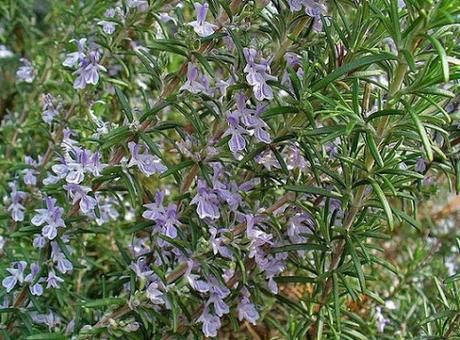 Romero (Rosmarinus officinalis) Romero (Rosmarinus officinalis)