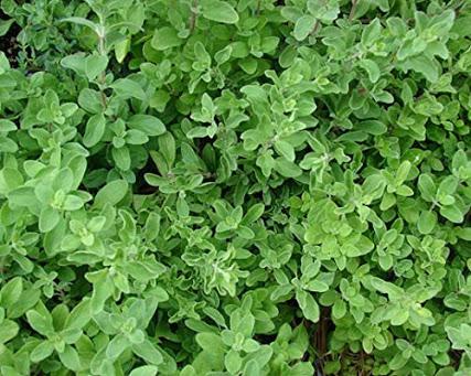 Orégano (Oreganum vulgare) Orégano (Oreganum vulgare)