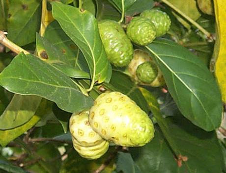 Noni (Morinda citrifolia) Noni (Morinda citrifolia)