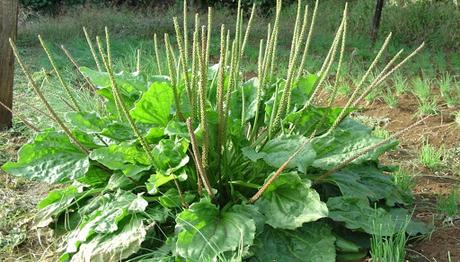 Llantén (Plantago lanceolata) Llantén (Plantago lanceolata)