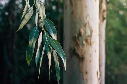 Eucalipto  (Eucaliptus globulus)