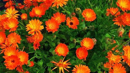 Caléndula  (Calendula officinalis )