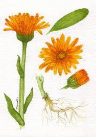 Caléndula  (Calendula officinalis )