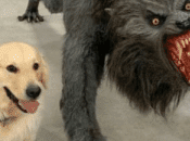 Donde rifle láser realmente apreciado