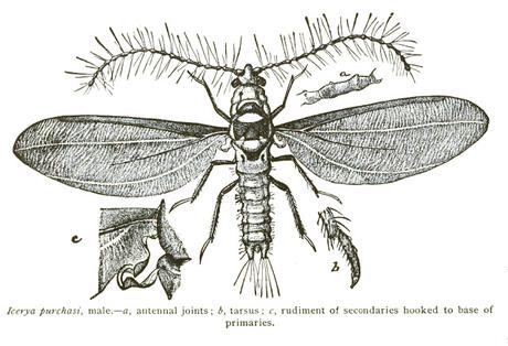 El insecto hermafrodita cuyas hijas son fecundadas en la concepción