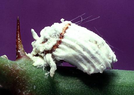 El insecto hermafrodita cuyas hijas son fecundadas en la concepción