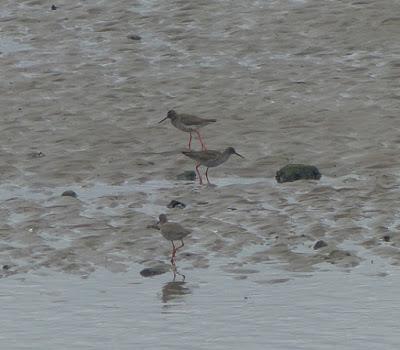 Comienza la migración prenupcial Comienza la migración prenupcial