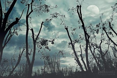 Noche de lobos - Fotografía