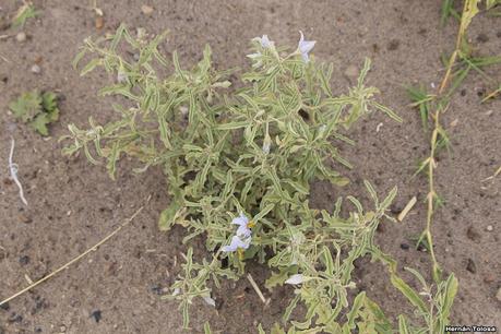 Quillo (Solanum eleagnifolium)