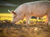 Carne ecológica Campos Ahorra Bolboreta