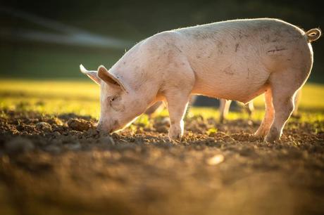 Carne ecológica Campos de Ahorra en Bolboreta