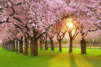 Iglesias se tira del tren del Gobierno en marcha para presentarse a las elecciones de la Comunidad de Madrid.