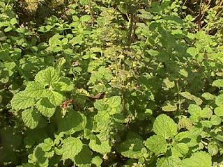 Toronjil  (Melissa officinalis L.)