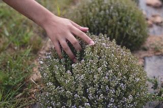 Tomillo (Thymus vulgaris L. ) Tomillo (Thymus vulgaris L. )