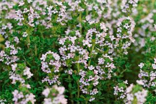 Tomillo (Thymus vulgaris L. ) Tomillo (Thymus vulgaris L. )