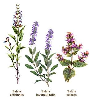 Salvia (Salvia officinalis ) Salvia (Salvia officinalis )