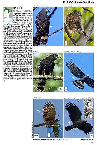 Guía Audiornis de las Aves de Argentina