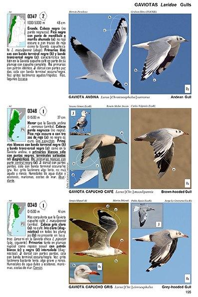 Guía Audiornis de las Aves de Argentina