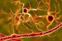 Un sueño saludable depende de los Astrocitos Un sueño saludable depende de los Astrocitos