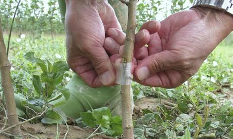 El poder de las Fases lunares en la Siembra, recolección , trasplantes, injertos y otros factores de las Plantas