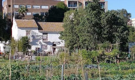 imagen 2: En Benimaclet  sigue las mismas pautas que en otras ciudades y pueblos de la Comunidad Valenciana: Masías, casas y tierras  ocupadas, chabolas  construidas  en solares.