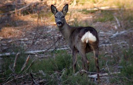 Laguna Negra de Urbión