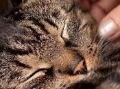 gatos ronronean