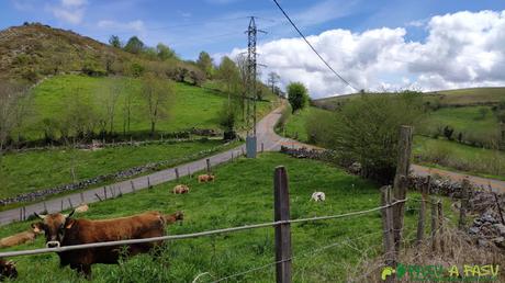 Carretera entre Faedo y Las Cruces