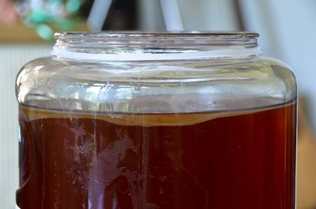 hacer-scoby-kombucha
