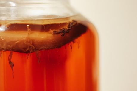¿Qué es Kombucha? – todo lo que necesitas saber que es kombucha - scoby