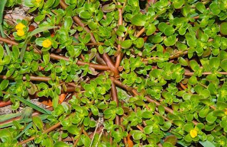 VERDOLAGA,  una planta con grandes propiedades poco valorada  un Super Alimento!