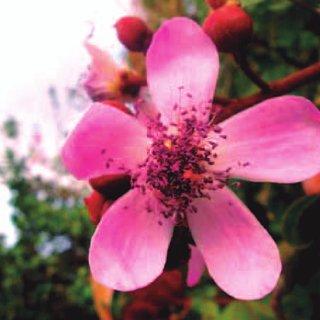 Achiote (Bixa orellana L.) Achiote (Bixa orellana L.)
