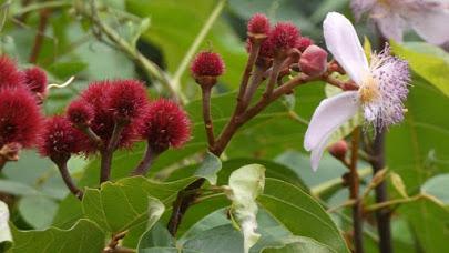 Achiote (Bixa orellana L.) Achiote (Bixa orellana L.)