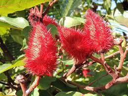 Achiote (Bixa orellana L.) Achiote (Bixa orellana L.)