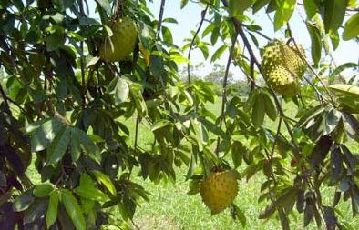 Guanábana (Annona muricata L.)