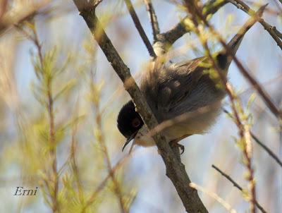 ESTA SEMANA EN LAREDO