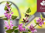 ¿Qué flores plantar esta primavera? VIVEROS RUCAT