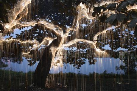 Vitor Schietti presenta, luz que gotea de los árboles