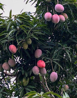 𝘾𝙃𝙄𝙏𝙍É 𝙃𝙀𝙍𝙍𝙀𝙍𝘼 𝙋𝘼𝙉𝘼𝙈Á