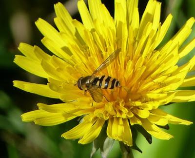 Sírfidos de primavera Sírfidos de primavera