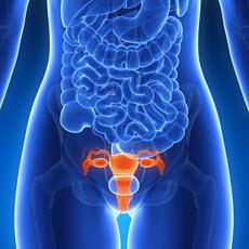 Sistema Reproductor (IV)