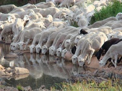 Grupos franquistas en Madrid pretenden enaltecer la dictadura.